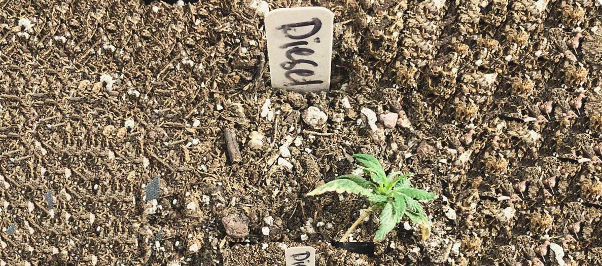 CANNABIS AILMENTS CANNABIS AILMENTS