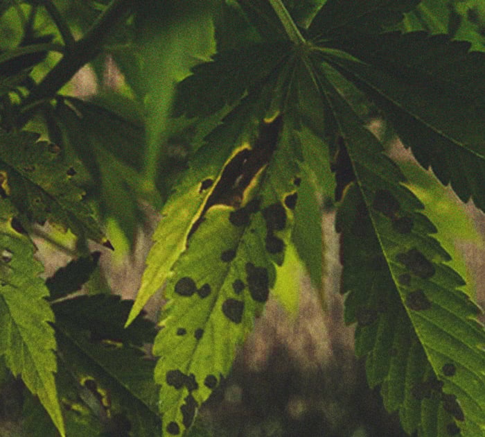CANNABIS AILMENTS CANNABIS AILMENTS