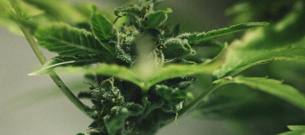 CANNABIS AILMENTS CANNABIS AILMENTS