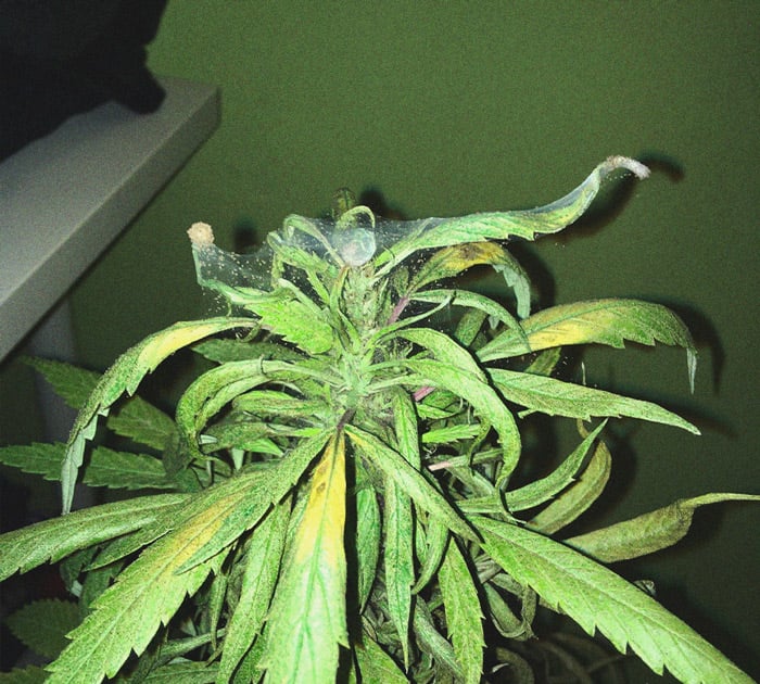 CANNABIS AILMENTS CANNABIS AILMENTS