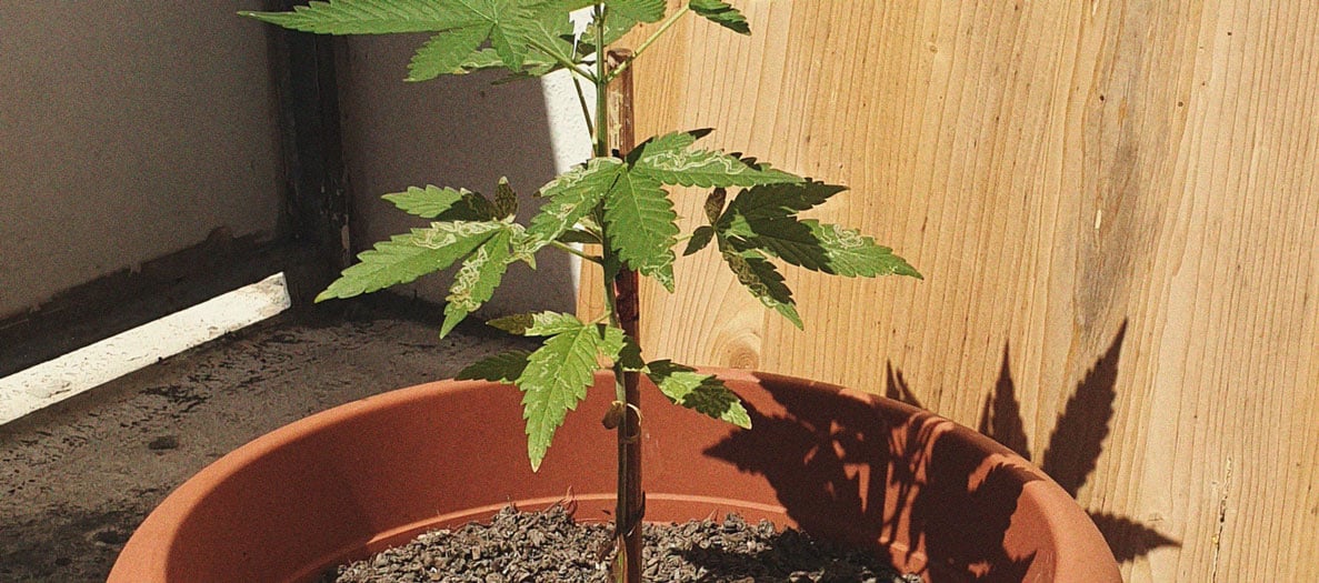 CANNABIS AILMENTS CANNABIS AILMENTS