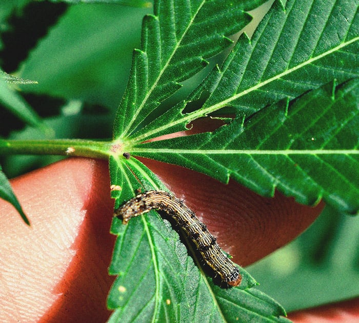 CANNABIS AILMENTS CANNABIS AILMENTS