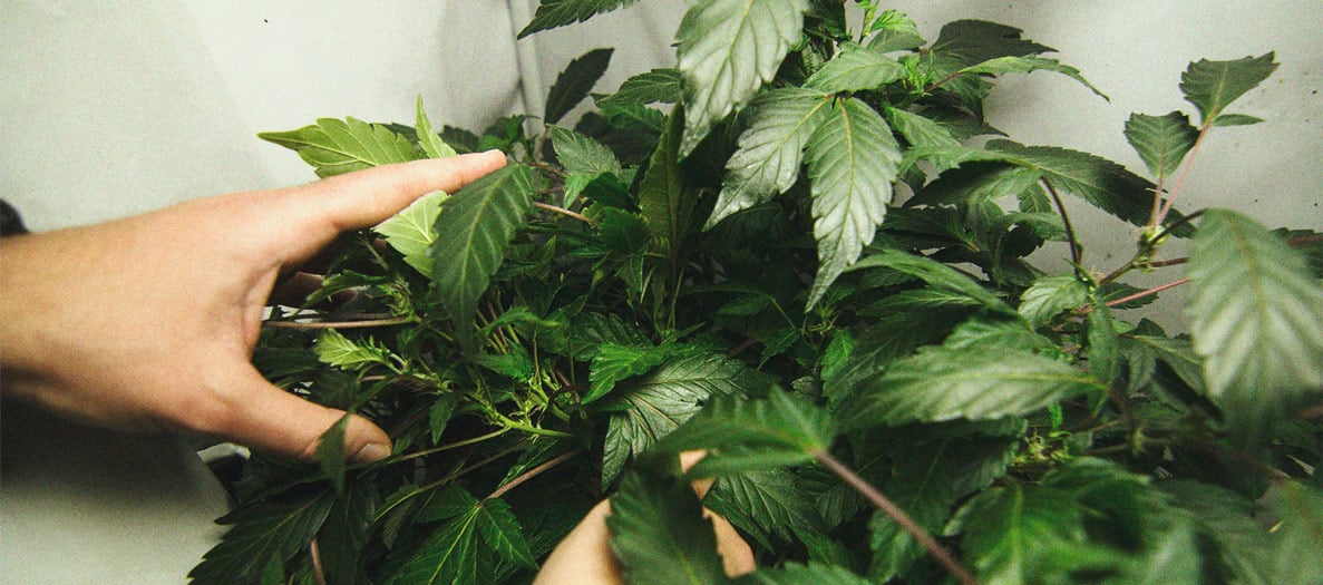 CANNABIS AILMENTS CANNABIS AILMENTS