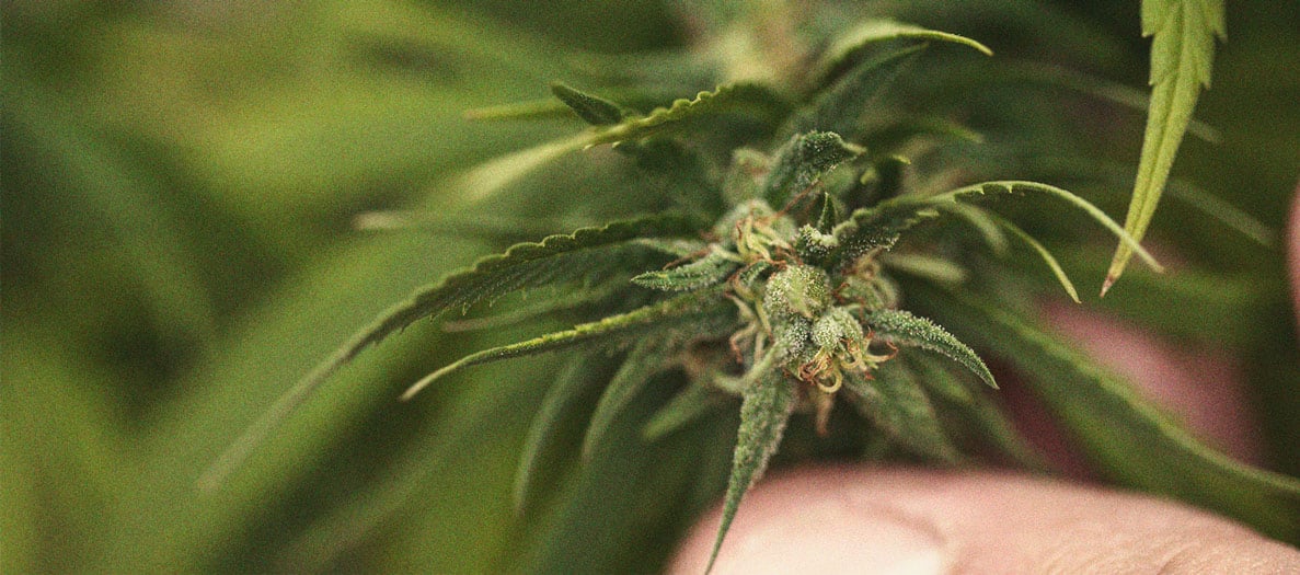 CANNABIS AILMENTS CANNABIS AILMENTS
