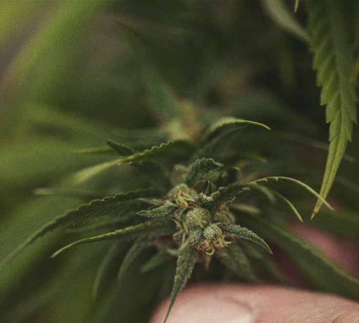 CANNABIS AILMENTS CANNABIS AILMENTS
