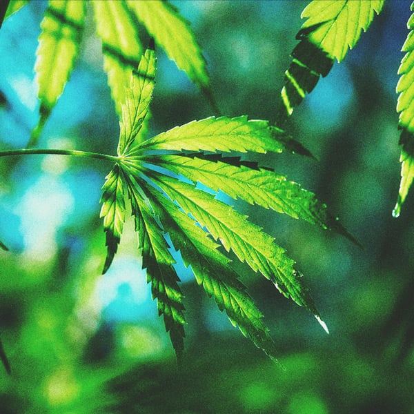 Response of Sativa Strains to Photoperiod Response of Sativa Strains to Photoperiod