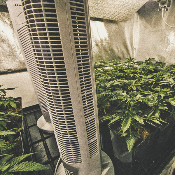 How to Automate Your Cannabis Grow Operation How to Automate Your Cannabis Grow Operation