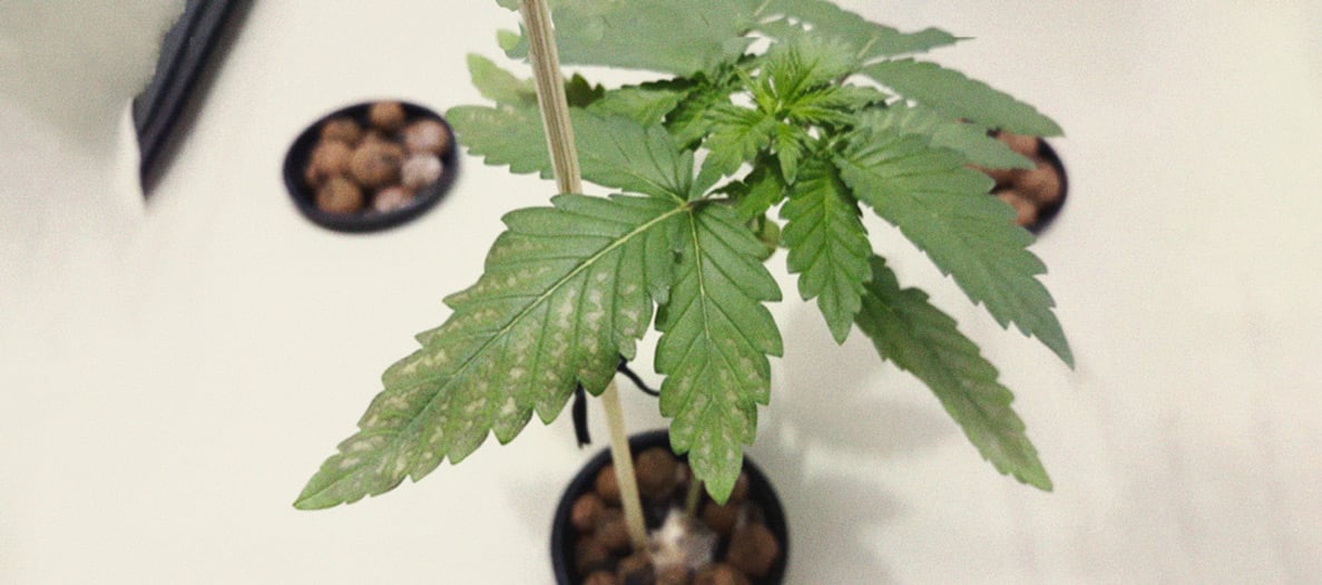 CANNABIS AILMENTS CANNABIS AILMENTS