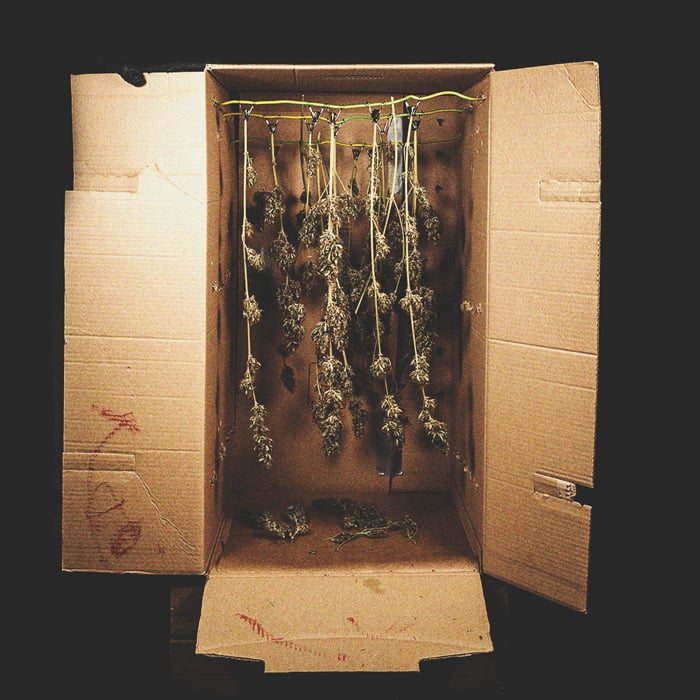 How To Prevent and Detect Mouldy Weed When Drying, Curing, and Storing How To Prevent and Detect Mouldy Weed When Drying, Curing, and Storing