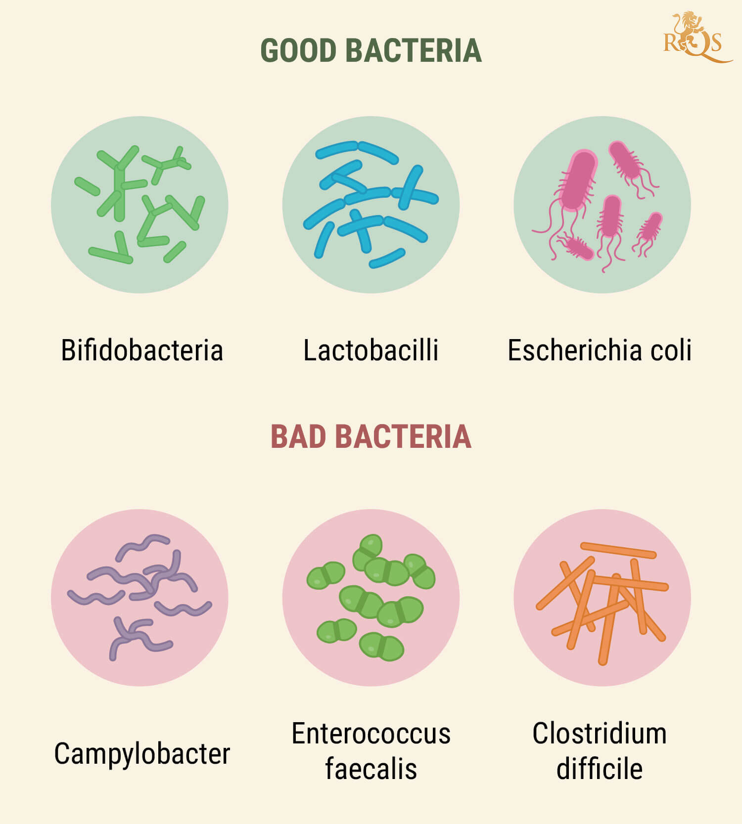How Your Digestive System Works How Your Digestive System Works