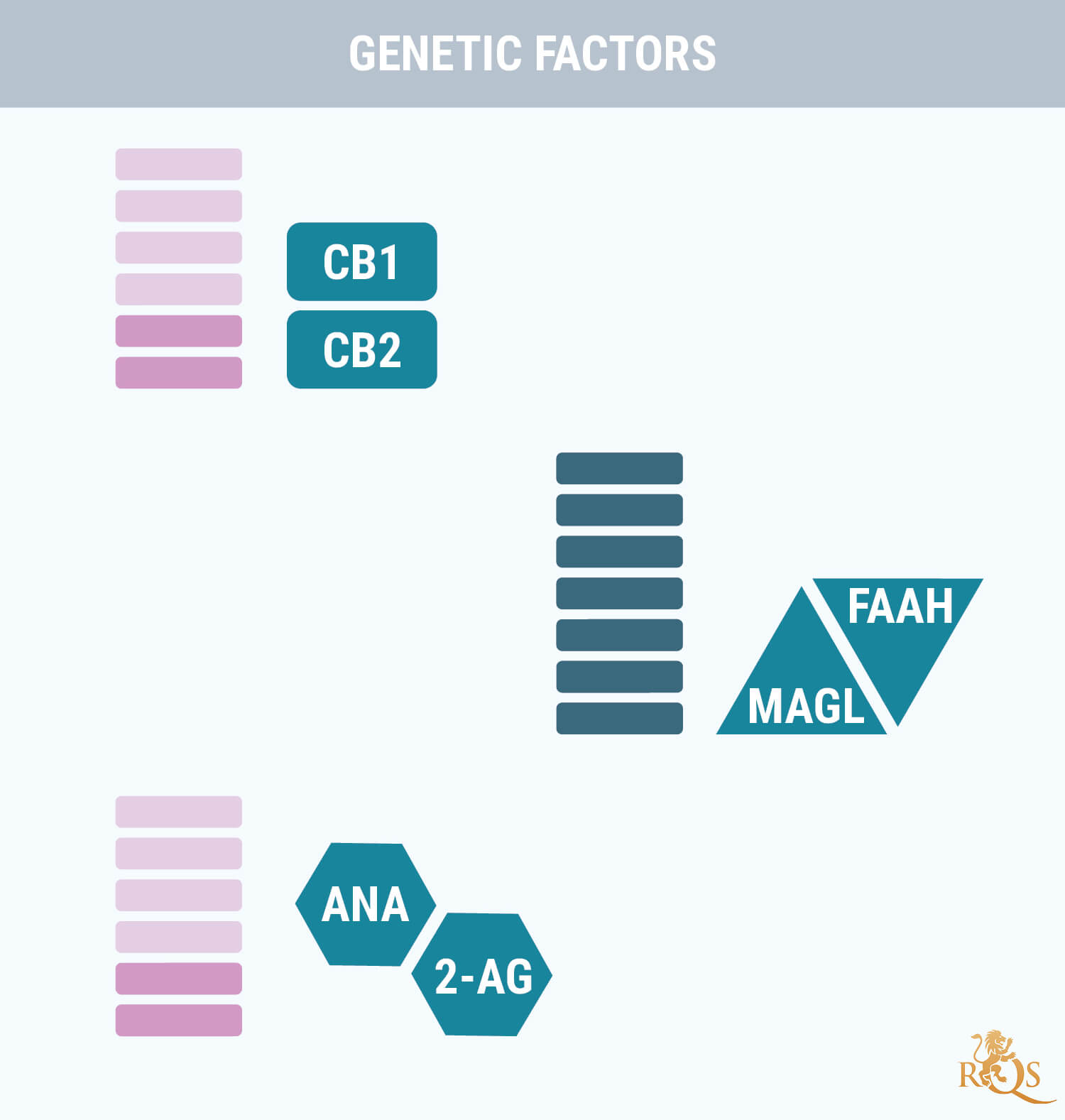 Genetic Factors Genetic Factors