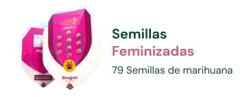 semillas-cannabis-feminizadas