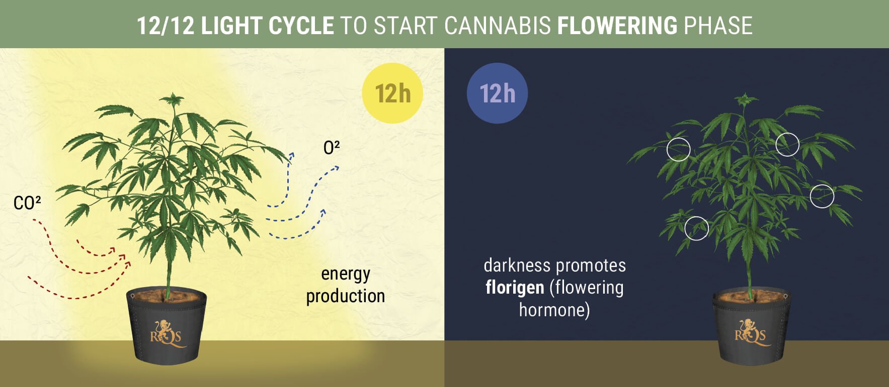 When Does The Photoperiod Flowering Stage Begin? When Does The Photoperiod Flowering Stage Begin?