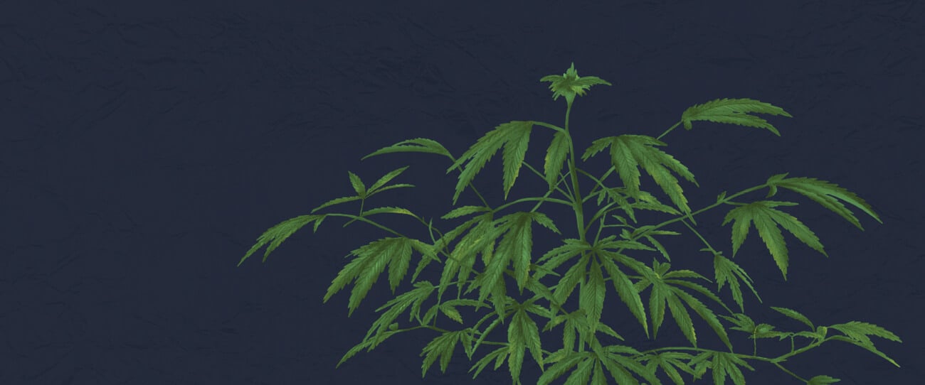 Don't Interrupt Your Plants In The Dark Don't Interrupt Your Plants In The Dark