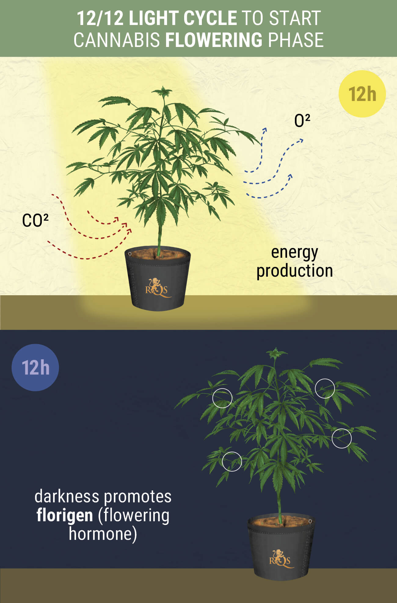 When Does The Photoperiod Flowering Stage Begin? When Does The Photoperiod Flowering Stage Begin?