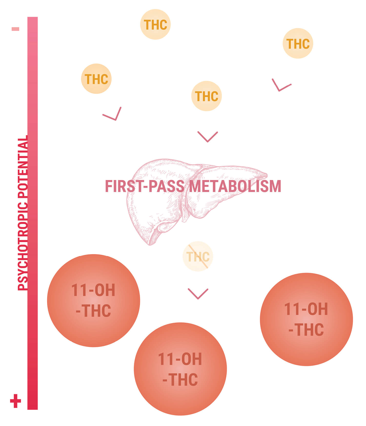 11-Hydroxy-THC And The Potency of Edibles 11-Hydroxy-THC And The Potency of Edibles