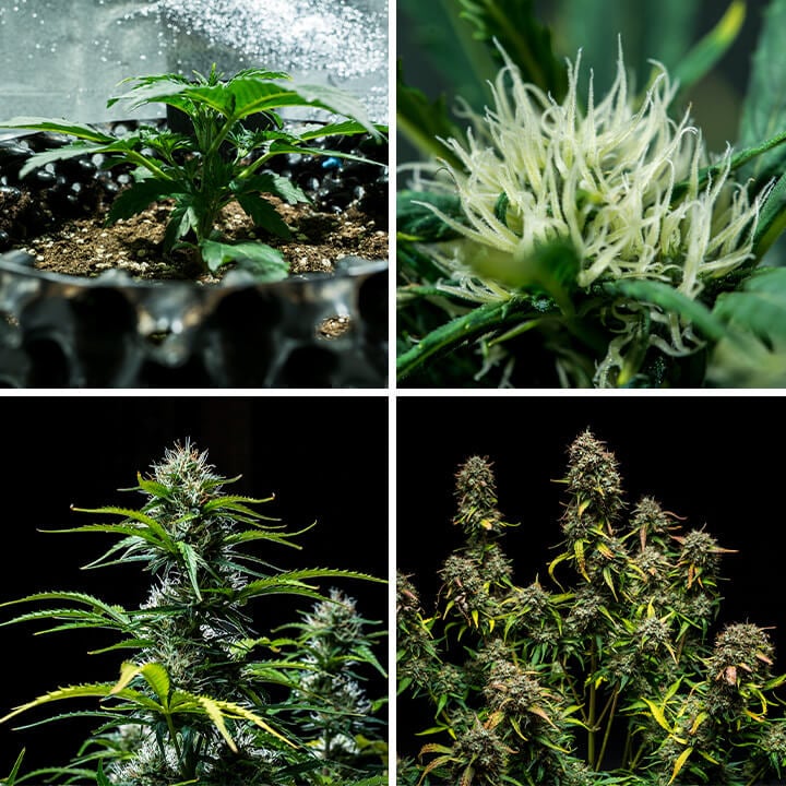 Purple Punch Auto Seeds Purple Punch Auto Seeds
