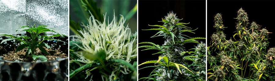 Purple Punch Auto Seeds Purple Punch Auto Seeds