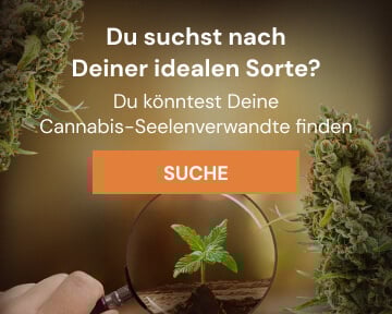 Cannabis Seedfinder