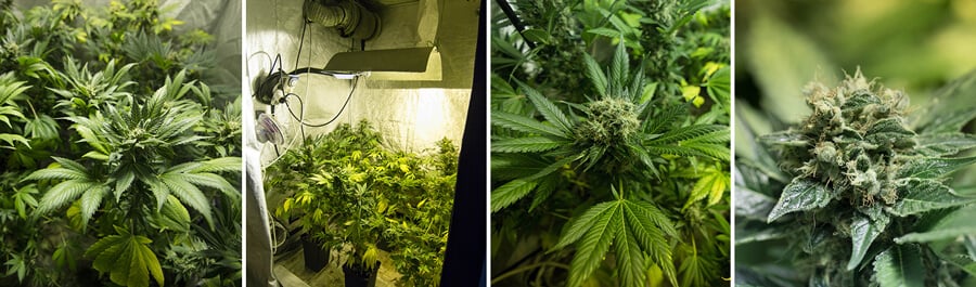 Somango XL Seeds Somango XL Seeds