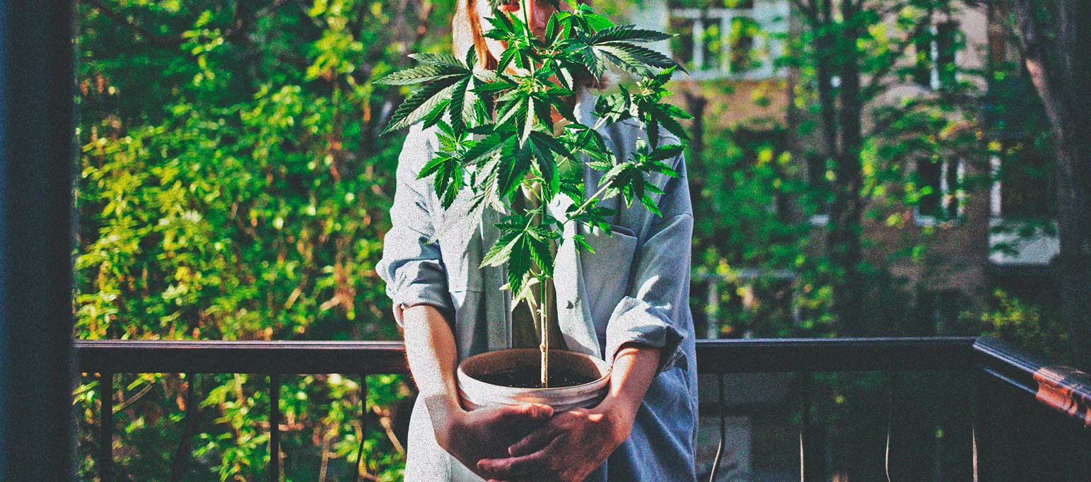 The Basics of Cannabis Outdoor Growing (Part 3) The Basics of Cannabis Outdoor Growing (Part 3)