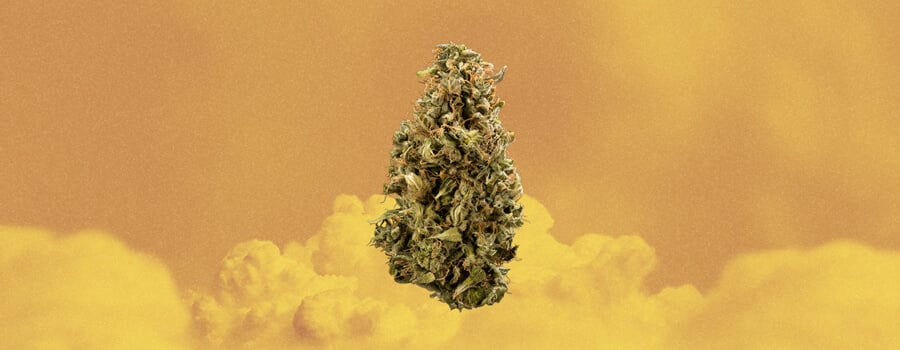Colombian Gold Cannabis Strain Colombian Gold Cannabis Strain