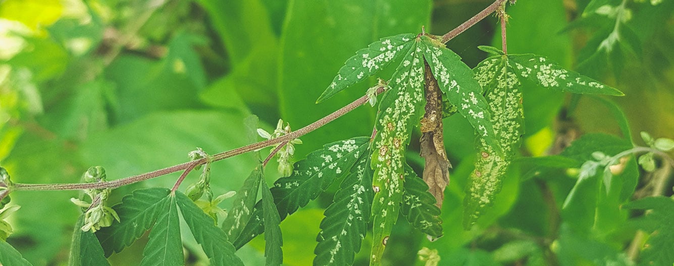 What Cannabis Leaves Can Tell You