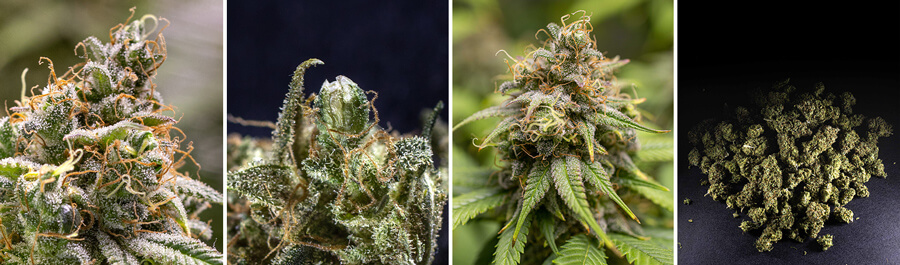 Chocolate Haze Seeds Chocolate Haze Seeds