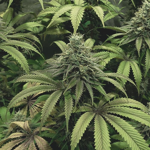 Cannabis plant flower in week 7, showcasing dense, resinous buds and lush green leaves, indicating optimal flowering progress.