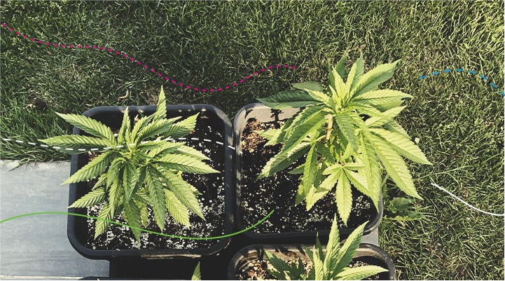 Using RQS Cannabis Fertilisers Outdoors: Royal Gorilla Using RQS Cannabis Fertilisers Outdoors: Royal Gorilla