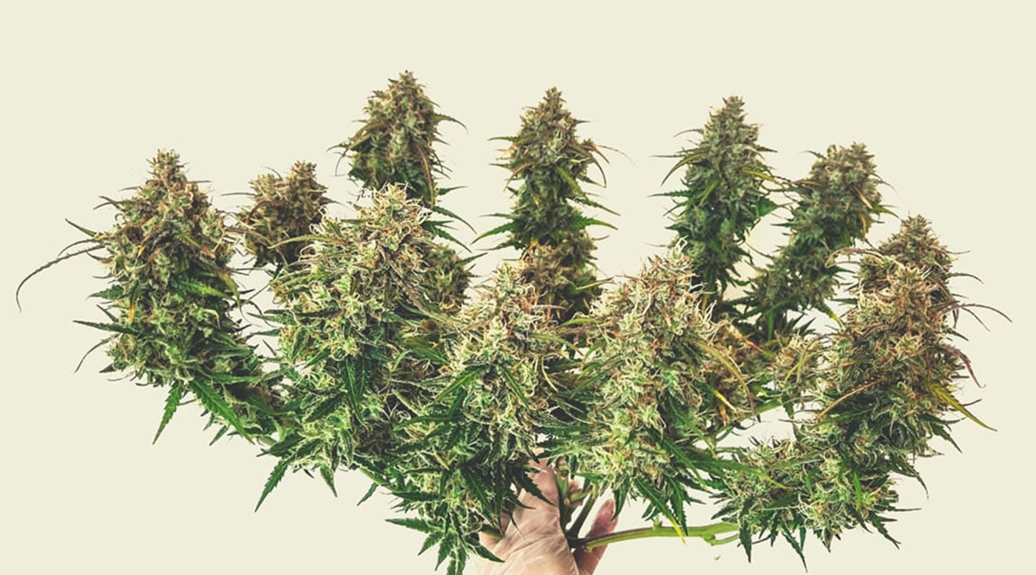 Estimating the Yield of Autoflowering Plants Estimating the Yield of Autoflowering Plants