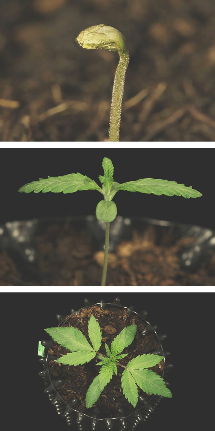 Legendary OG Punch Grow Report Legendary OG Punch Grow Report