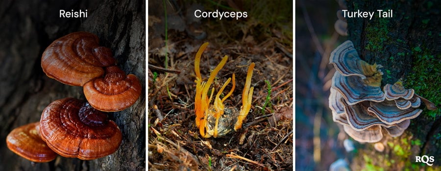 mycocannabinoids in mushrooms mycocannabinoids in mushrooms