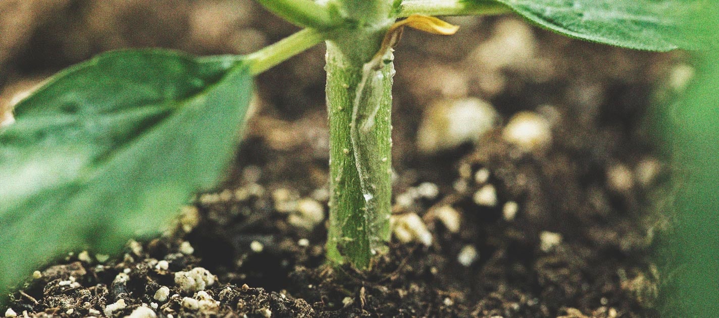 How to Grow Weed on a Budget: Indoors and Outdoors How to Grow Weed on a Budget: Indoors and Outdoors