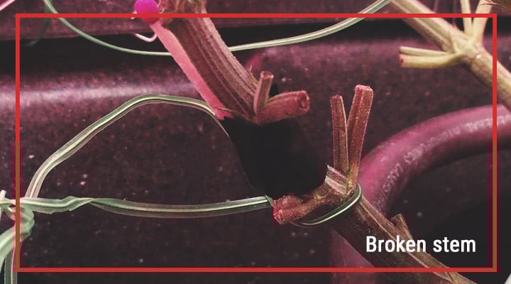 Tissue Damage — Beneficial and Detrimental Tissue Damage — Beneficial and Detrimental
