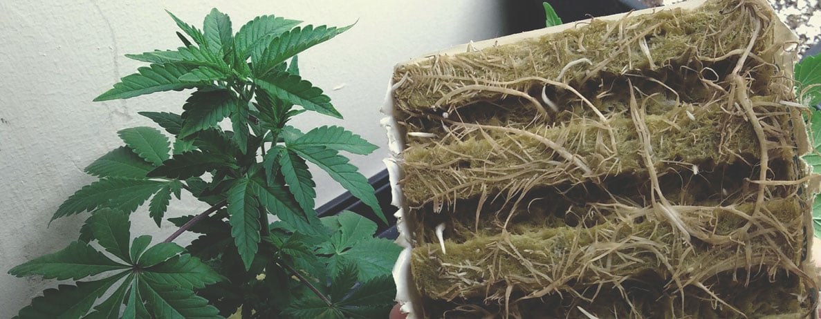 Rockwool For Hydroponic Marijuana Growing Rockwool For Hydroponic Marijuana Growing