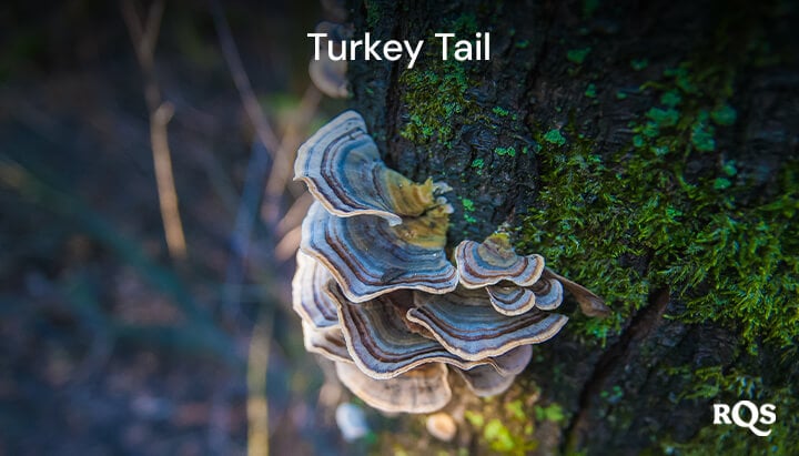 mycocannabinoids - turkey tail mycocannabinoids - turkey tail