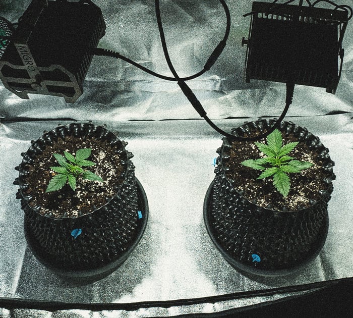 Sweet Skunk Automatic Grow Report Sweet Skunk Automatic Grow Report