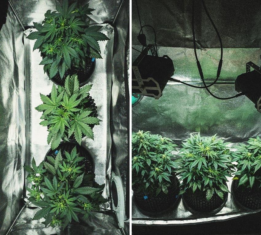 Sweet Skunk Automatic Grow Report Sweet Skunk Automatic Grow Report