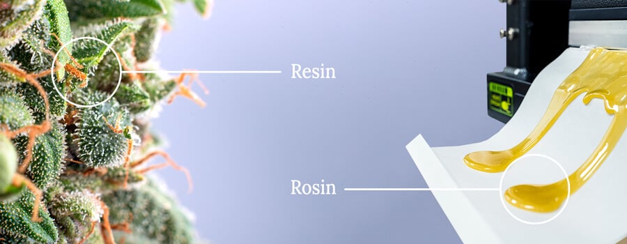 Cannabis resin vs rosin Cannabis resin vs rosin