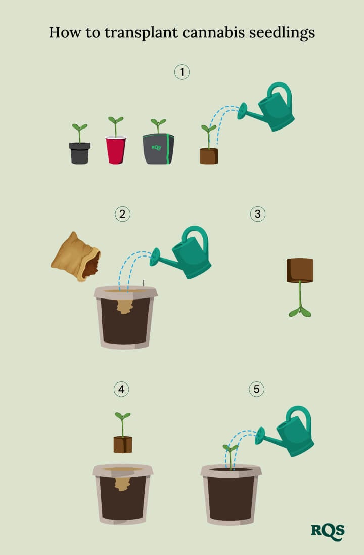 How to transplant cannabis seedling How to transplant cannabis seedling