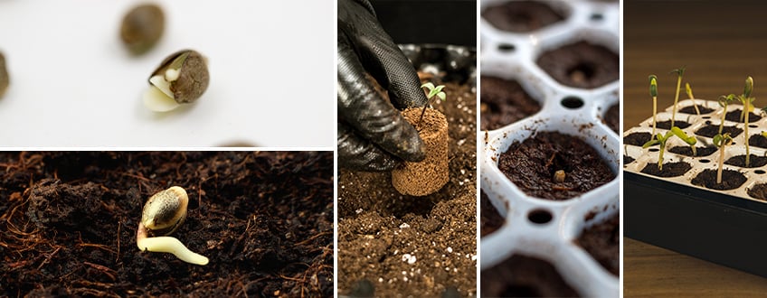 Germination Germination