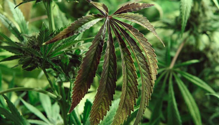 Trichomes Trichomes