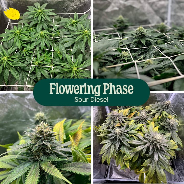 Sour Diesel Flowering Phase Sour Diesel Flowering Phase