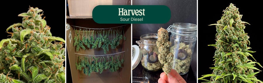 Sour Diesel Harves Time Sour Diesel Harves Time