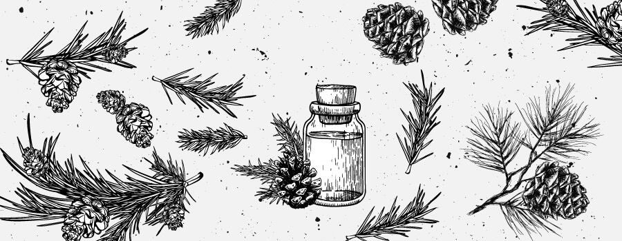 Terpineol Cannabis Terpenes