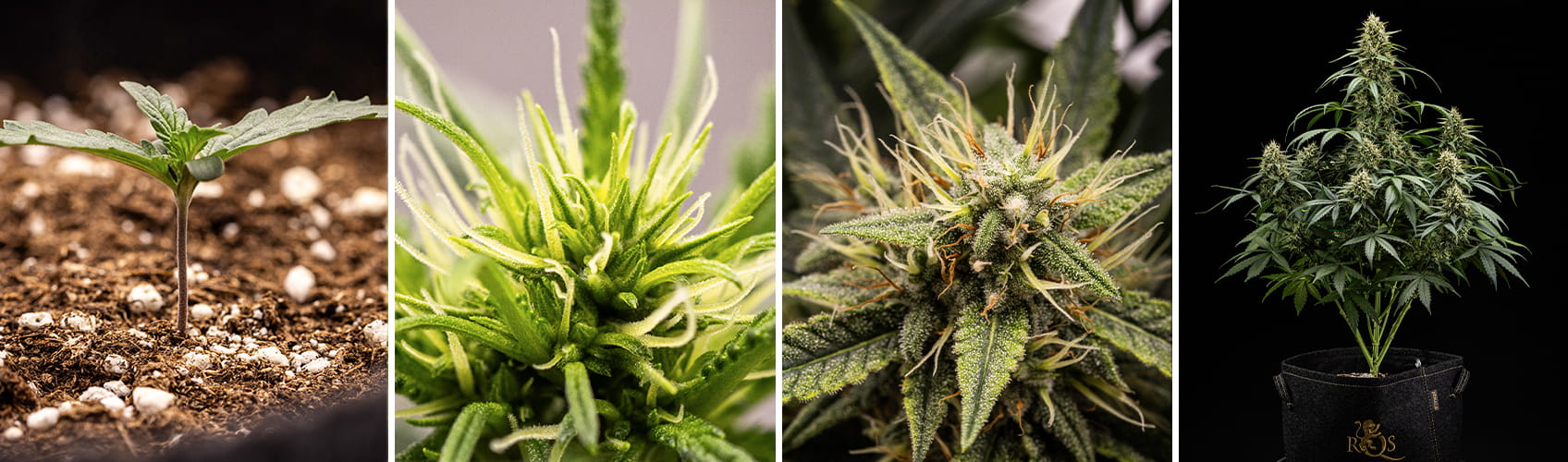 Purple Lemonade Auto: From Seedling to Flower Four close-up images illustrating the growth stages of a Purple Lemonade Auto cannabis plant: a young seedling emerging from the soil, the early development of pistils indicating the beginning of flowering, a mature bud covered in trichomes and pistils, and a full, flowering plant in a grow tent.