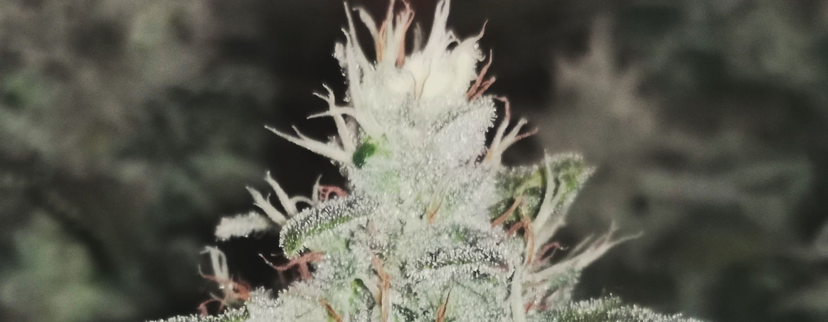 What Cannabis Leaves Can Tell You What Cannabis Leaves Can Tell You