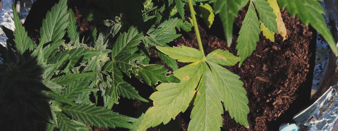 What Cannabis Leaves Can Tell You What Cannabis Leaves Can Tell You