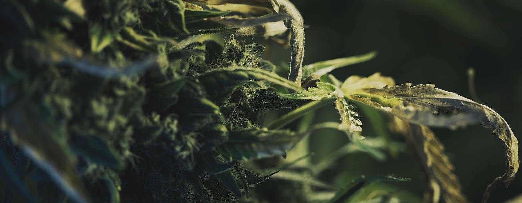 What Cannabis Leaves Can Tell You What Cannabis Leaves Can Tell You